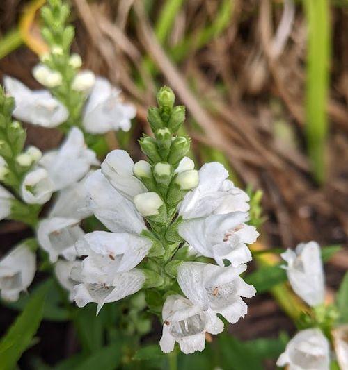 Physostegia virginiana 'Miss Manners'
