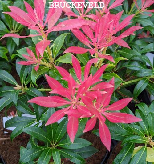 Pieris jap. 'Forest Flame'
