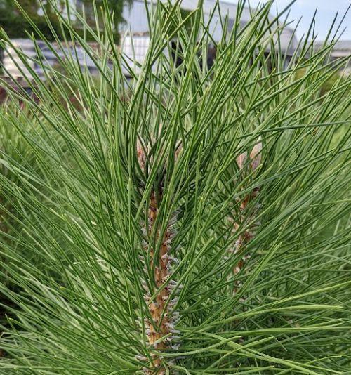Pinus nigra 'Pyramidalis'