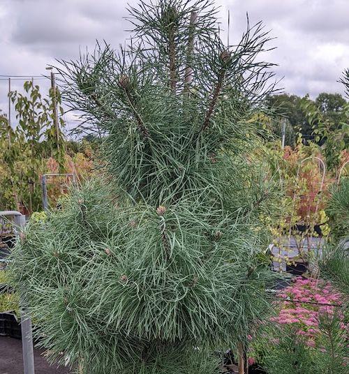 Pinus sylvestris