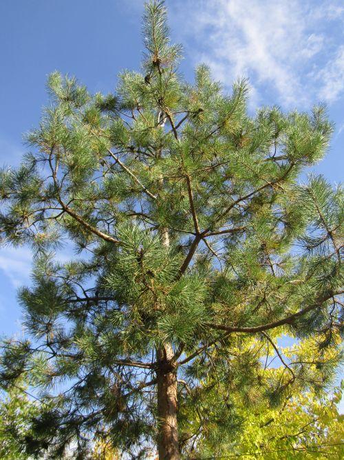 Pinus sylvestris