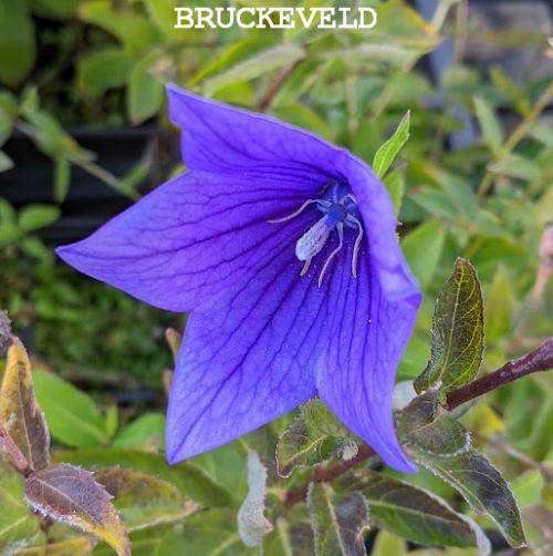 Platycodon gran. 'Fuji Blue'