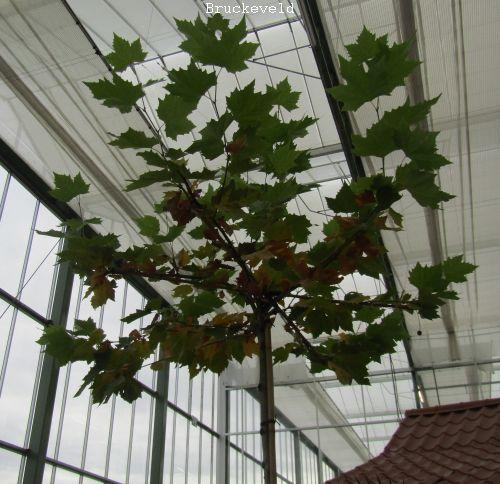 Platanus acerifolia