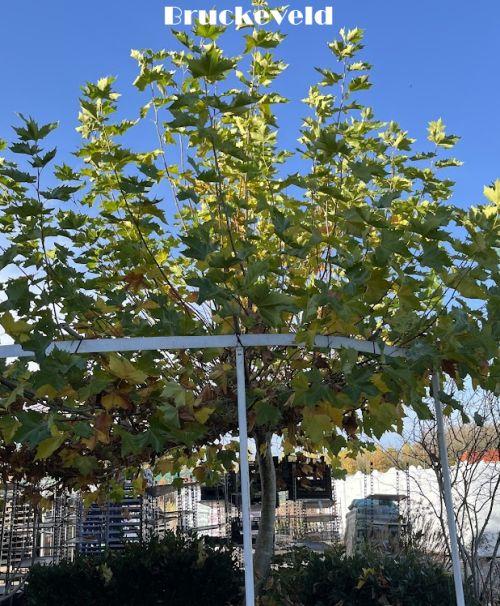 Platanus acerifolia