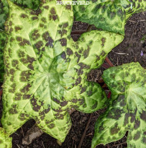 Podophyllum 'Spotty Dotty' PBR
