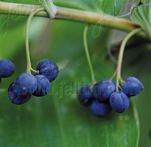 Polygonatum latifolium