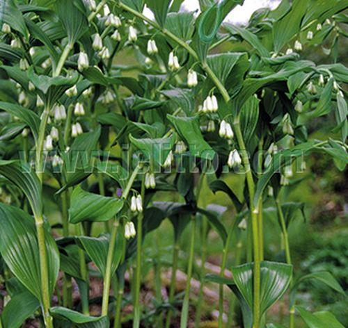 Polygonatum multiflorum