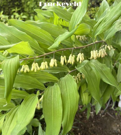 Polygonatum multiflorum