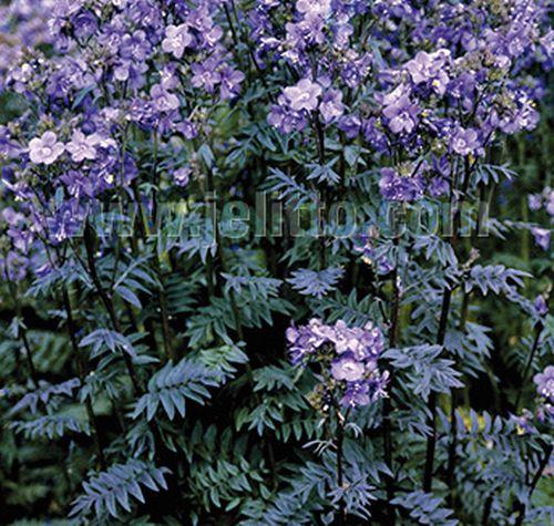 Polemonium yezoense 'Purple Rain'