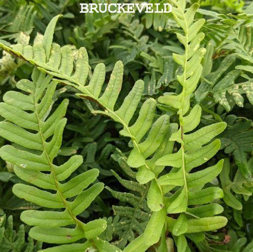 Polypodium vulgare