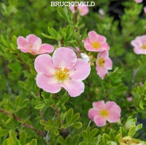 Potentilla fru. 'Pink Beauty'PBR (LOVELY PINK)