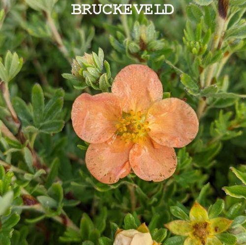 Potentilla fru. 'Red Ace'