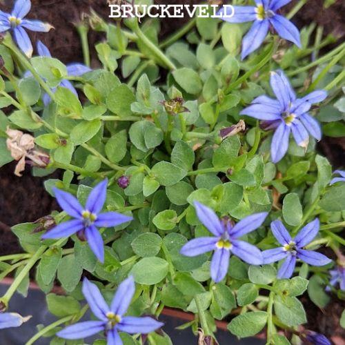 Pratia ped. 'Country Park'