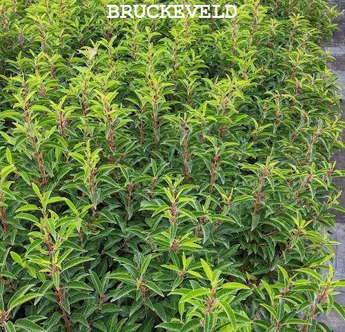 Prunus lus. 'Angustifolia'