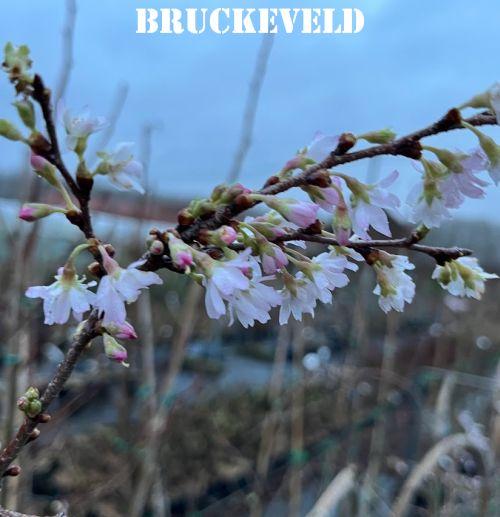 Prunus subh. 'Autumnalis'