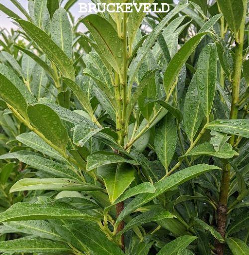 Prunus lau. 'Caucasica'