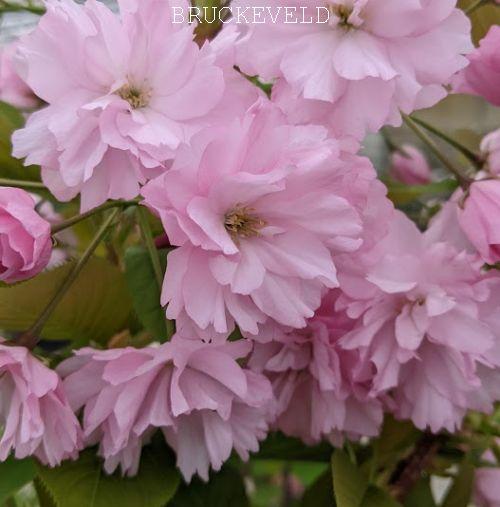 Prunus serrulata 'Kanzan'