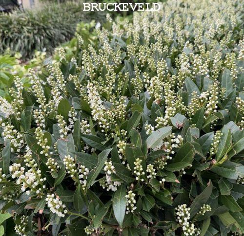 Prunus lau. 'Otto Luycken'