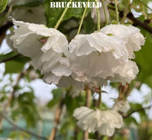 Prunus serrulata 'Shirotae'