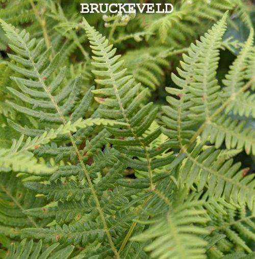 Pteridium aquilinum