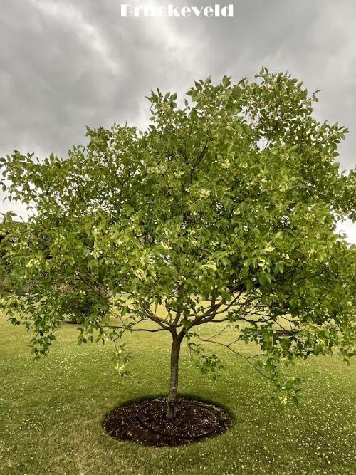 Ptelea trifoliata