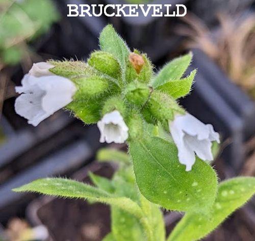 Pulmonaria  'Sissinghurst White' (officinalis)