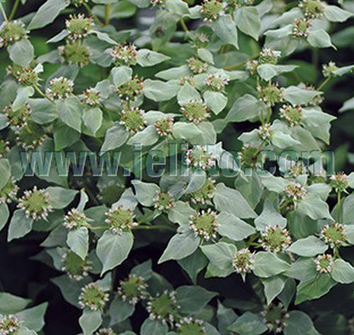 Pycnanthemum muticum