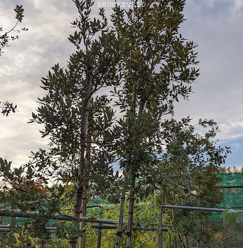 Quercus ilex hoogstam