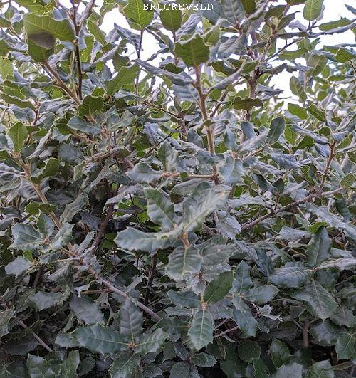 Quercus ilex