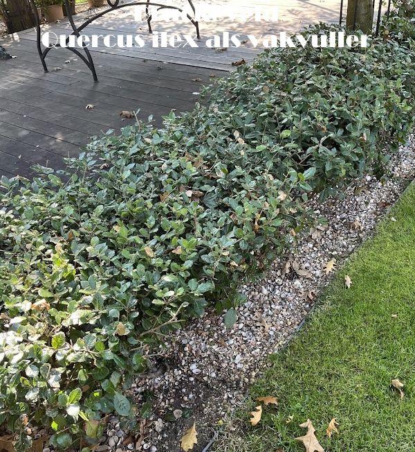 Quercus ilex
