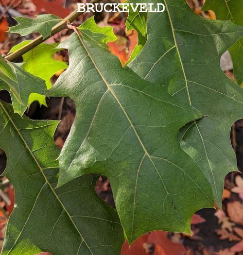Quercus texana ‘New Madrid’