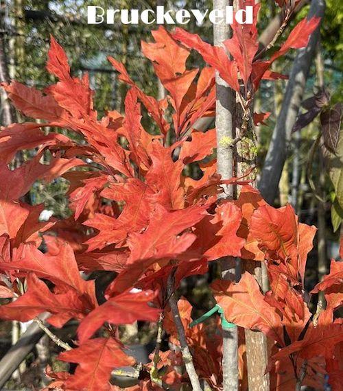 Quercus texana ‘New Madrid’