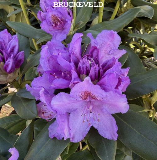 Rhododendron (T) 'Cataw.Grandiflorum' 