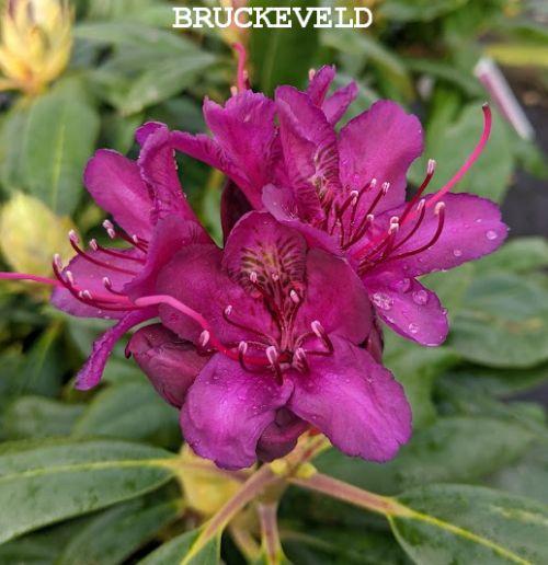 Rhododendron (T) 'Marcel Menard'
