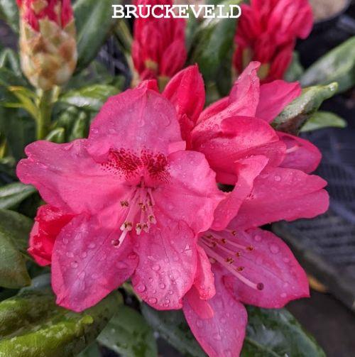 Rhododendron (Yak.) 'Sneezy'