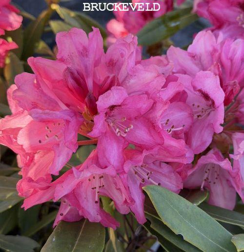 Rhododendron (Yak.) 'Sneezy'