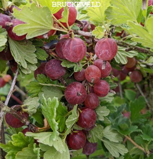 Ribes uva-crispa 'Hinnonmäki Röd'  RODE STEKELBES