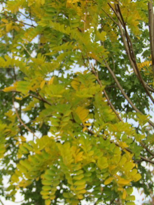 Robinia pseudoacacia 'Frisia