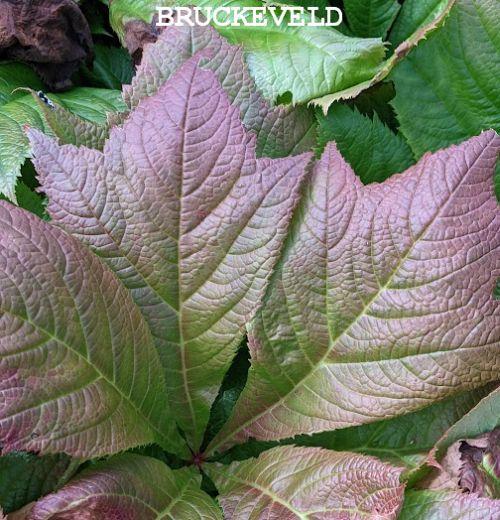 Rodgersia podophylla 'Braunlaub'