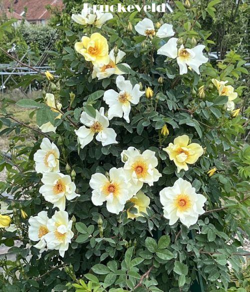 Rosa (H)  'Aïcha' (pimpinellifolia)