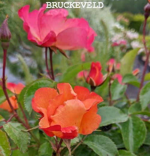 Rosa (stamroos)  'Bee Proud'