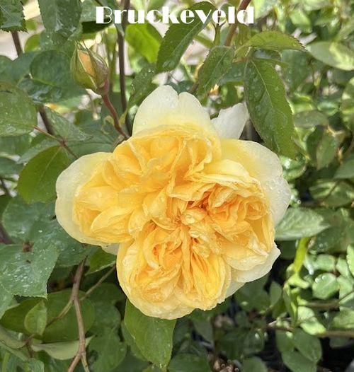 Rosa (Rom)  'Bring Me Sunshine'®