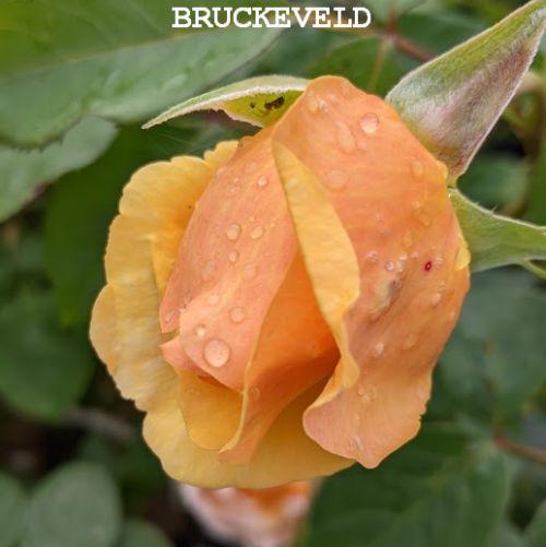 Rosa (Rom)  'Bring Me Sunshine'®