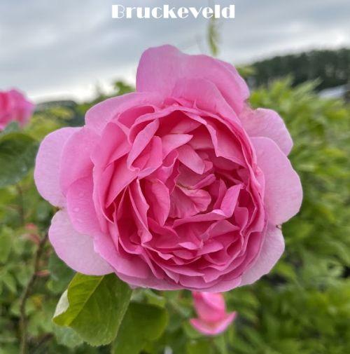 Rosa (klimroos)  'Constance Spry'