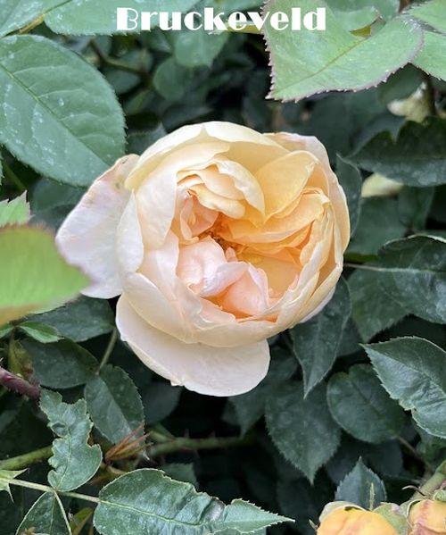 Rosa (Rom)  'Dannahue'®