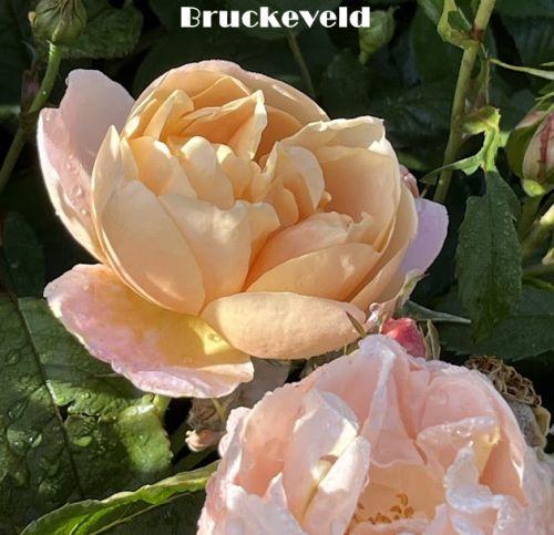 Rosa (Rom)  'Dannahue'®