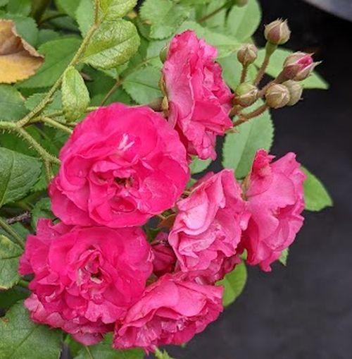 Rosa (H)  'Dinky'®