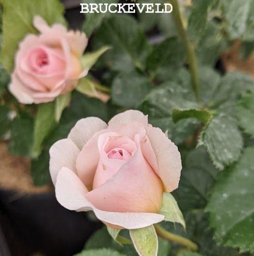 Rosa (Rom)  'Emily Brontë'®