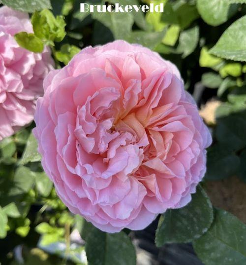 Rosa (Rom)  'Eustacia Vye'®