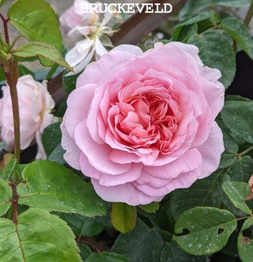 Rosa (Rom)  'Eustacia Vye'®